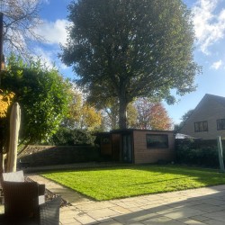 Finding Strength in the Sycamore: Grounding Through Life's Transitions